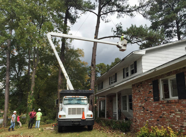 How Our Tree Care Process Works  in  Richmond, IL